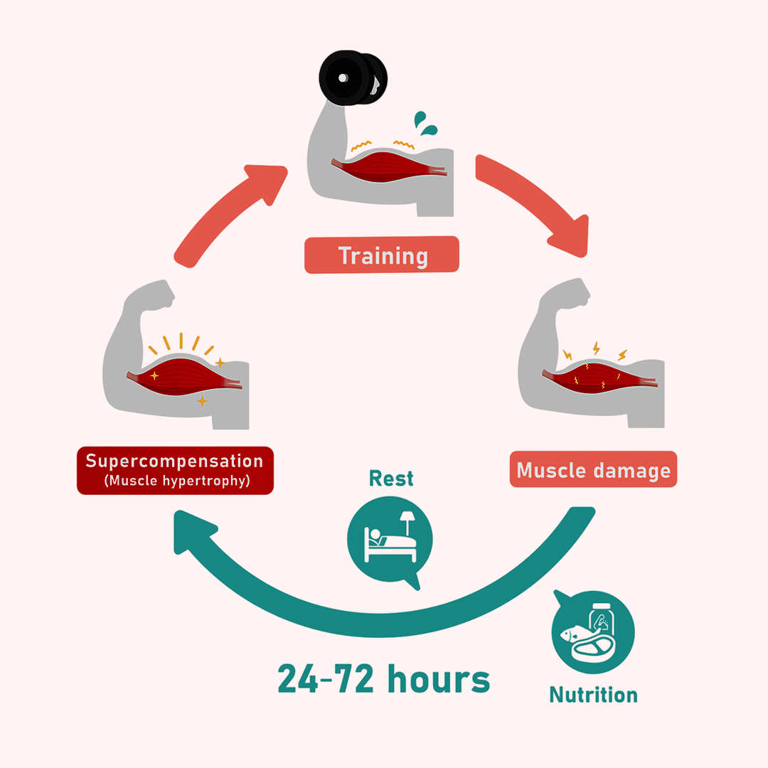 Muscle Gain and Fat Loss Diet Plan - Dietitian Priyanka